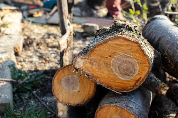 Best Storm Damage Tree Cleanup  in Cheltenham Village, PA