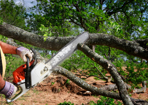 How Our Tree Care Process Works  in  Cheltenham Village, PA