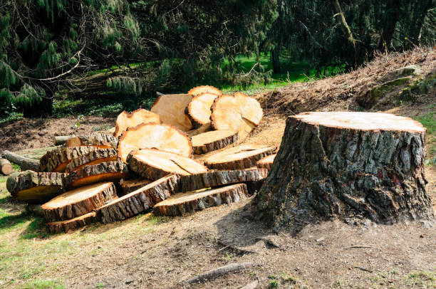 Trusted Cheltenham Village, PA Tree Removal Services Experts